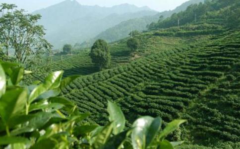 九华毛峰绿茶的故事