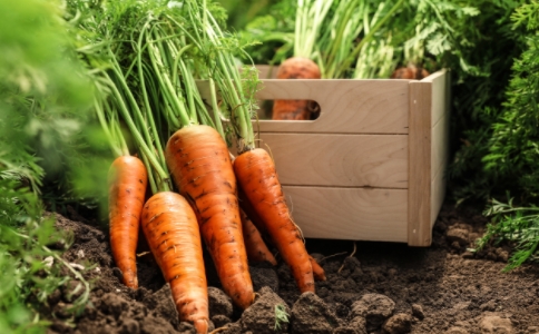 胡萝卜能保护眼睛吗？