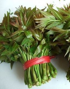 香椿的营养价值