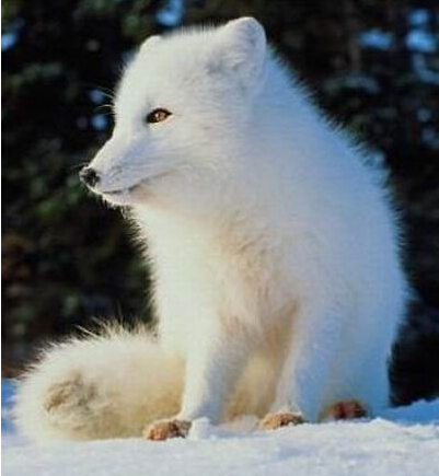 虚云和尚与白狐的传奇因缘