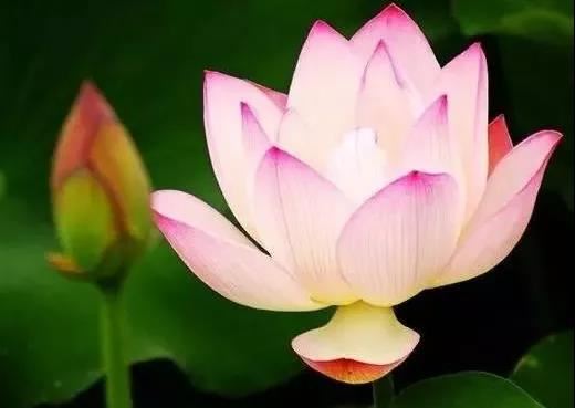菩提达摩
