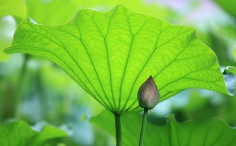 来果禅师异行录