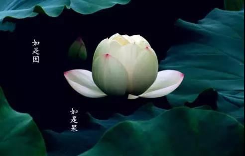 遇安禅师：不许开棺