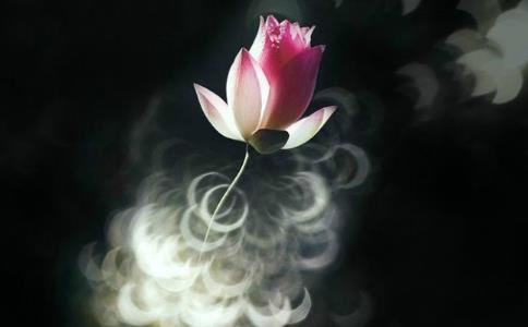 达真堪布：不赞不谤有三种