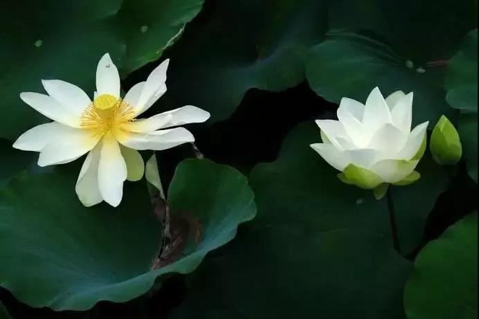 《 道德经禅观》夕阳讲解14-无为的回应·回向的奥秘·爱的语言