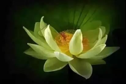 《道德经禅观》夕阳讲解15-果因法则·心的本质决定一切·德的培养