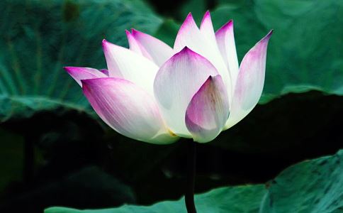 明一法师：打坐腿上有筋疙瘩是否为业障？如何处置？