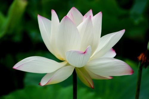 不知春上花枝