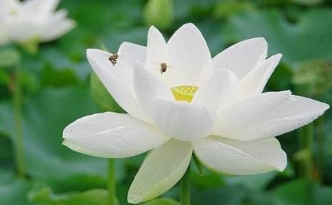 发愿的力量