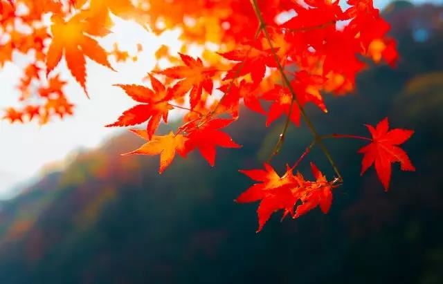 黄念祖居士往生纪实