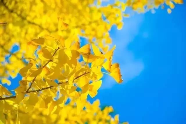 虚云大师诗词墨宝