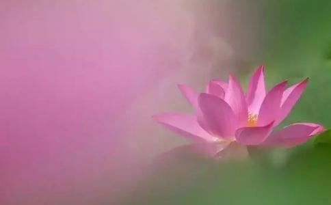克里希那穆提：空寂变成了唯一的花朵，唯一的光明。