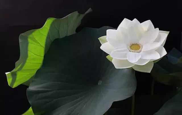 特斯拉的神秘经验
