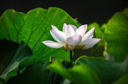 罗摩克里希那：昆达利尼和脉轮