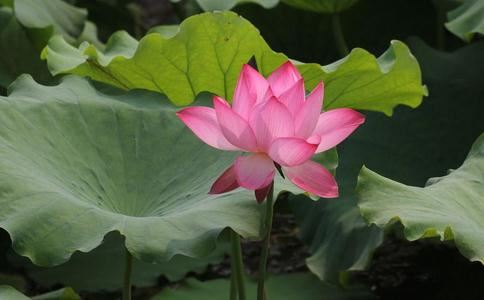 《王凤仪嘉言录》
