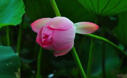 《夕阳问答》夕阳讲解 033 神圣的远古化身·军荼利明王