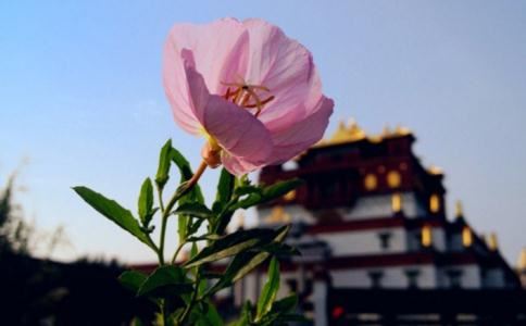 《庄子耳语》夕阳讲解005-两极对立的真人.调皮的上帝