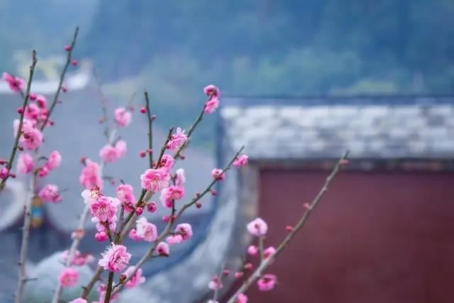 不空索心咒、不空陀罗尼自在王咒