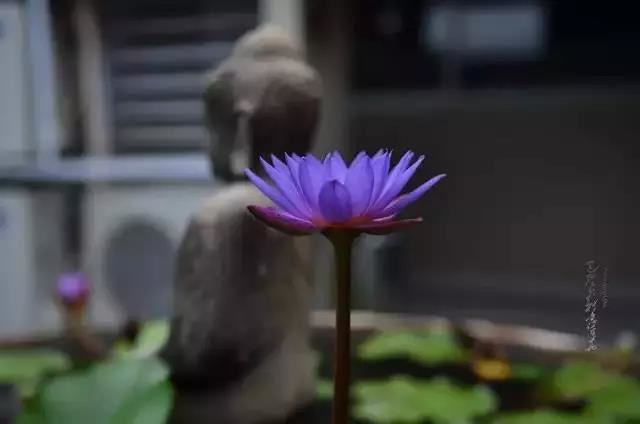 六臂白玛哈嘎拉心咒