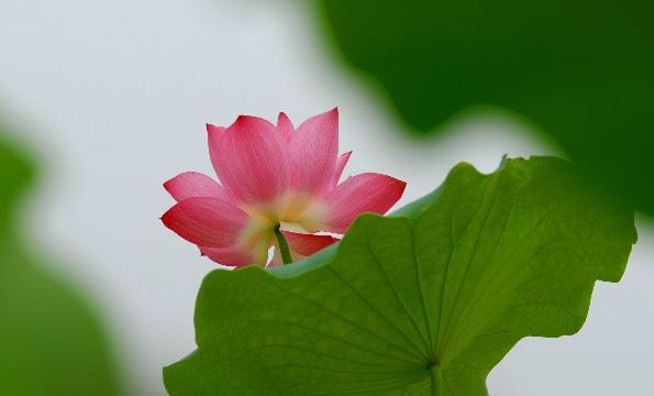 白文殊心咒及导修