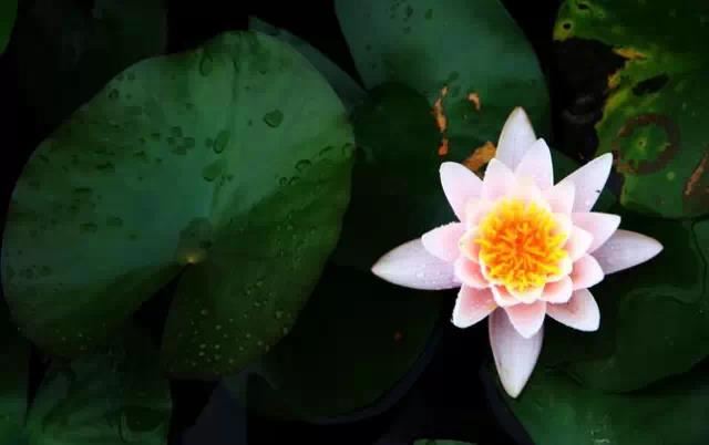 行走在旷野里的森林僧