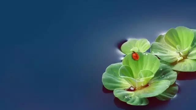 好手犹如火里莲，宛然自有冲天志
