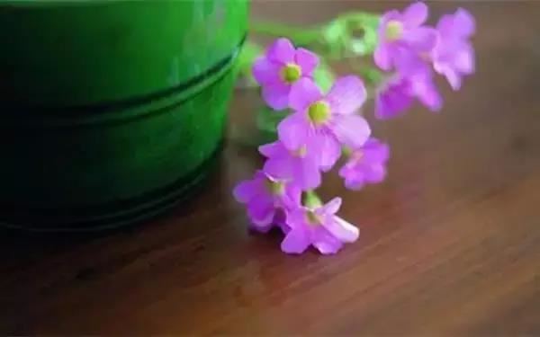 莲花生大士：不要让步，要一再一再的鼓起勇气。