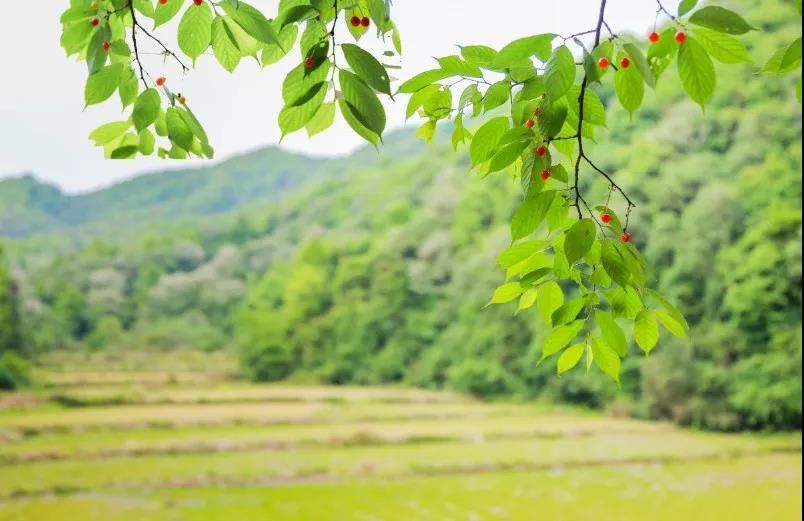 《恒河大手印偈颂》帝洛巴