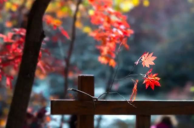 措嘉佛母向莲花生大士师问道：「心与心性的分界线是什么？」