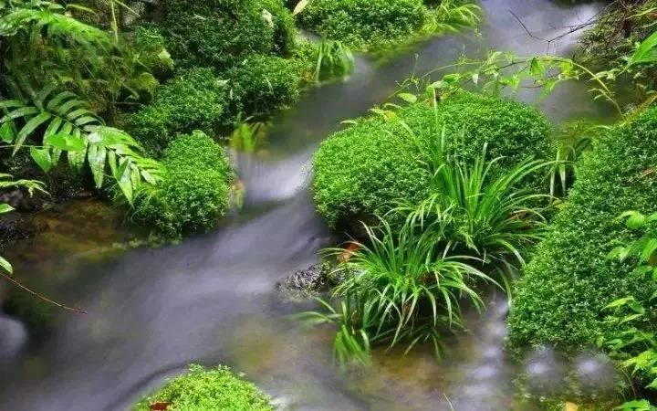 顶果钦哲法王：观想莲师在我们头顶上