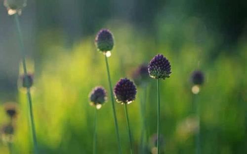 春天12种蔬菜抗癌防癌、清燥养肝