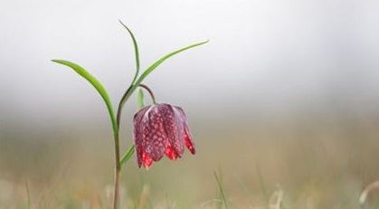 春季养生好蔬菜：菠菜